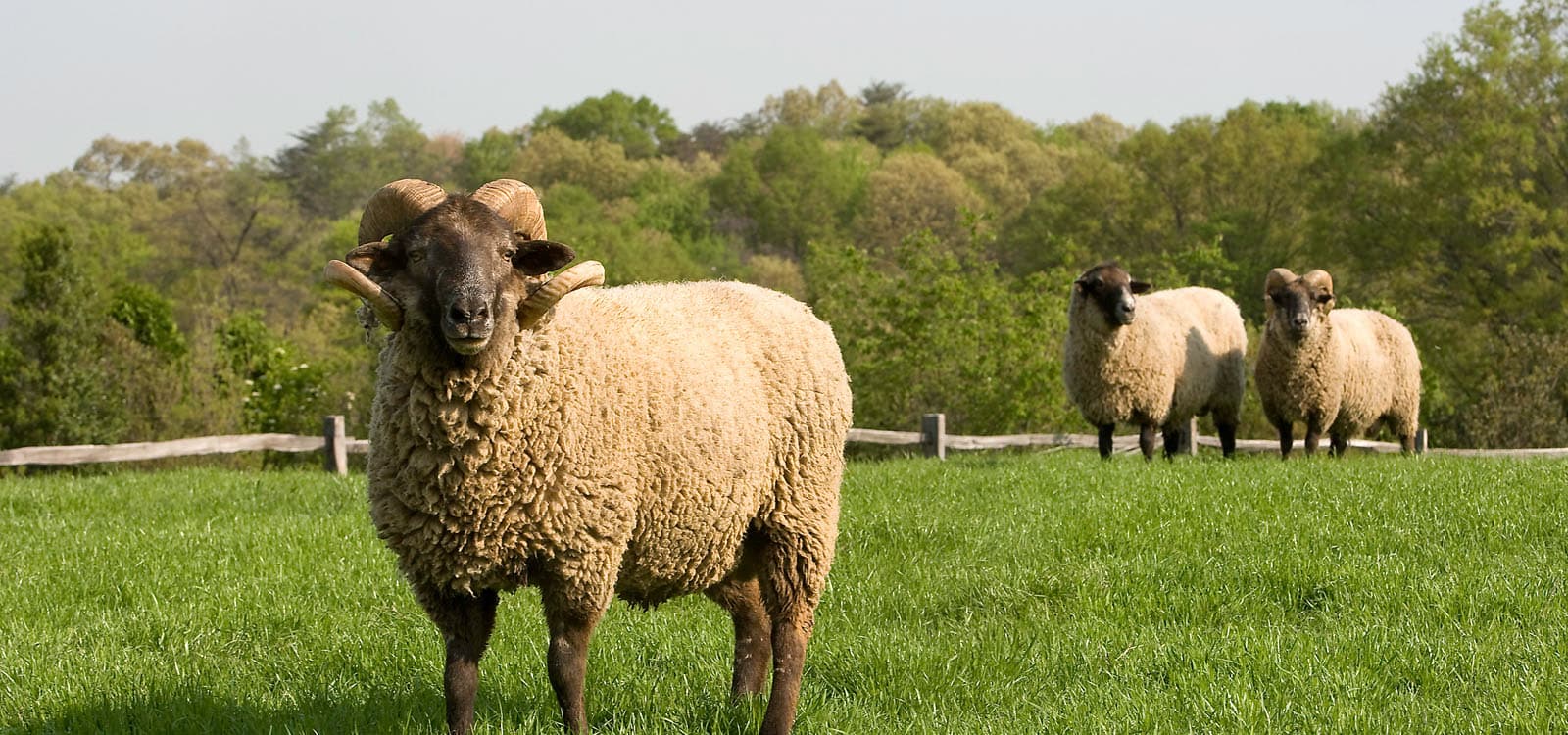 Sakarya’da Kurbanlık Seçerken Bilmeniz Gerekenler