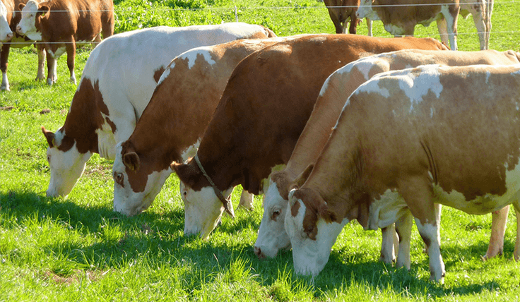 2026 Sakarya Kurbanlık Piyasası: Genel Bakış ve Beklentiler